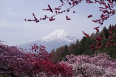 ハナモモと富士山