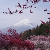 ハナモモと富士山