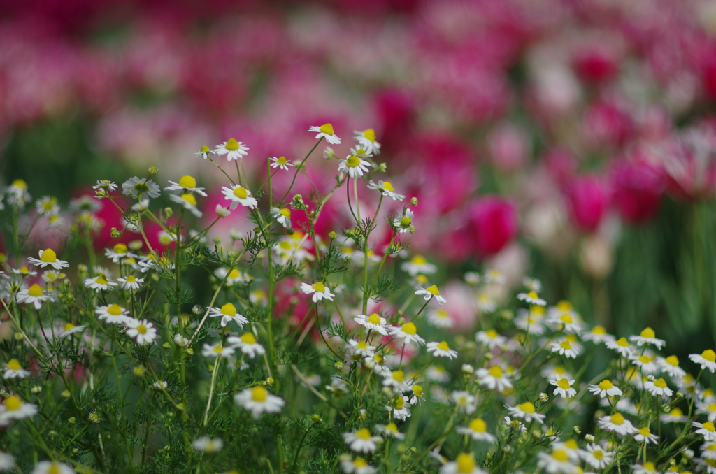 chamomile