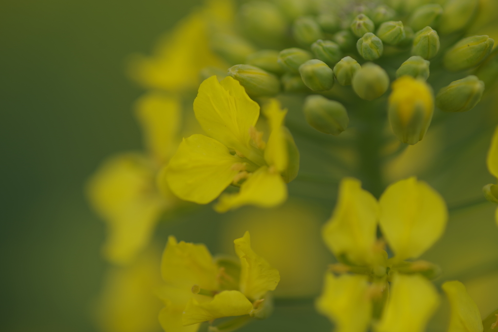 菜の花