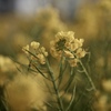 菜の花