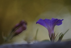 踏ん張る
