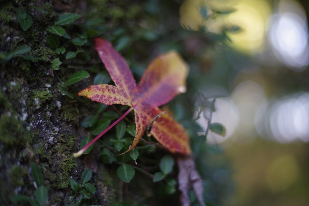 紅葉