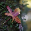 紅葉