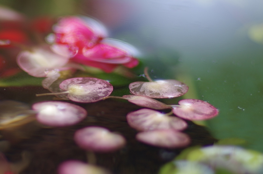 水鉢の花