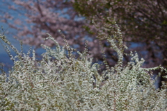 桜にも負けず