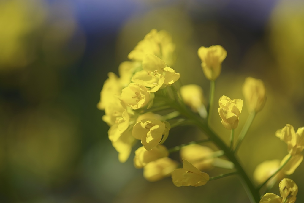 菜の花