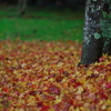落ち葉