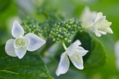 紫陽花の季節