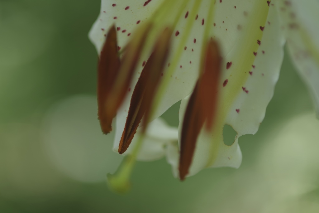 百合の蕊