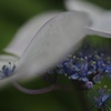 紫陽花