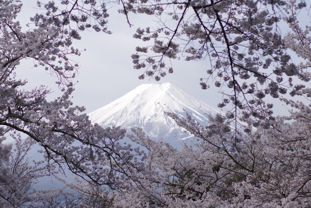 桜の額縁