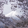 桜の額縁