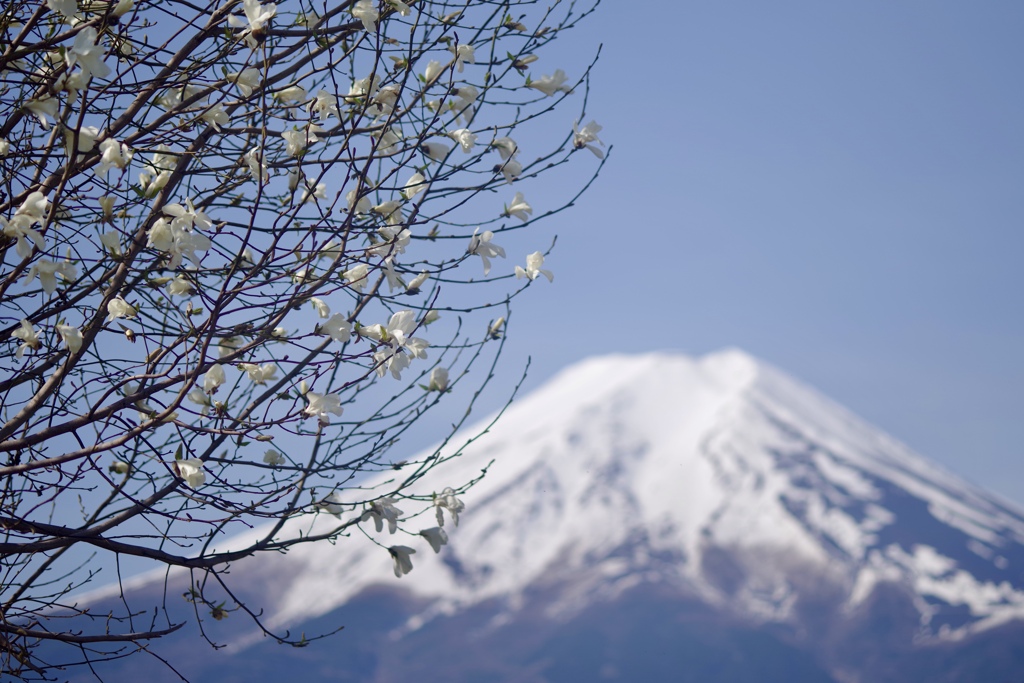 コブシの花が咲く頃