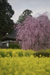 枝垂れ桜と菜の花