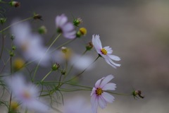 秋桜