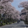 桜並木