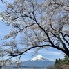 桜と富士