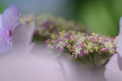 冬の紫陽花