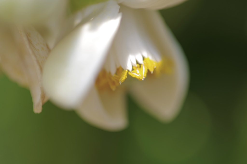 ザボンの花