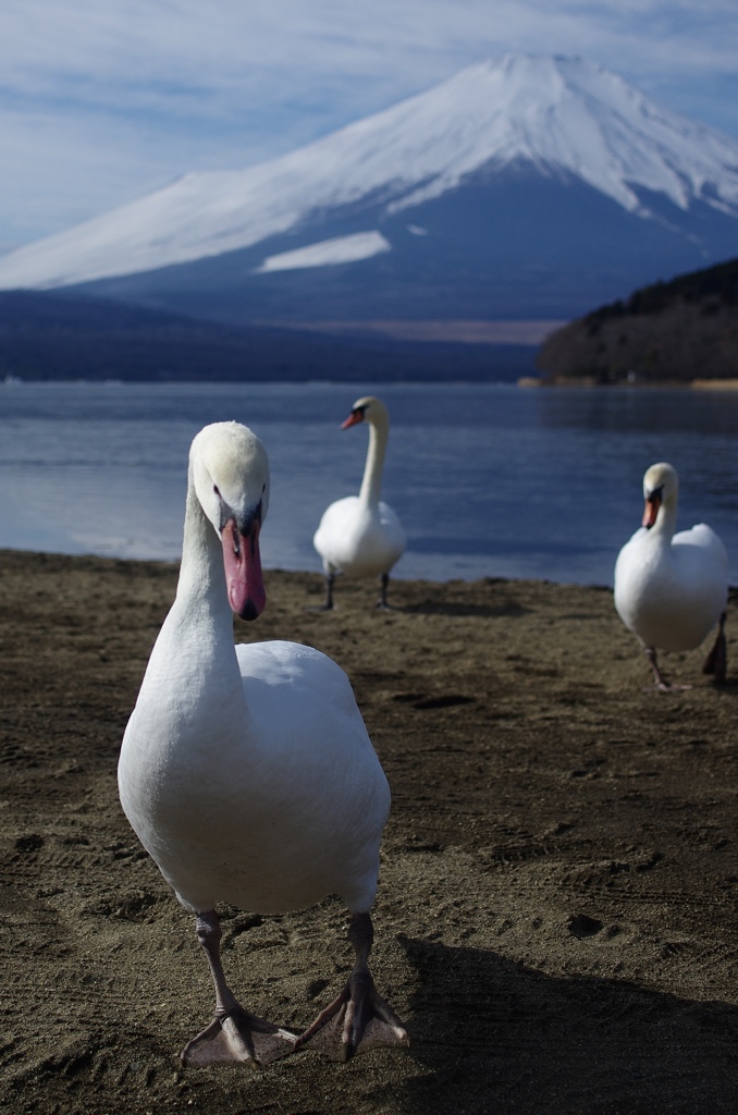 白鳥の行進
