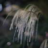 芒