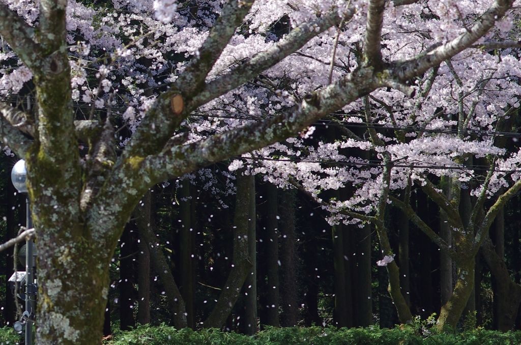 桜舞い散る