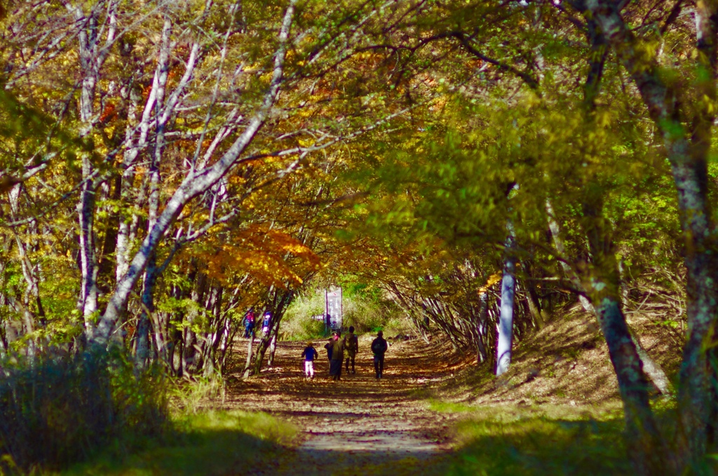 紅葉のトンネル