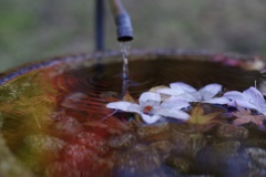 秋色の水鉢