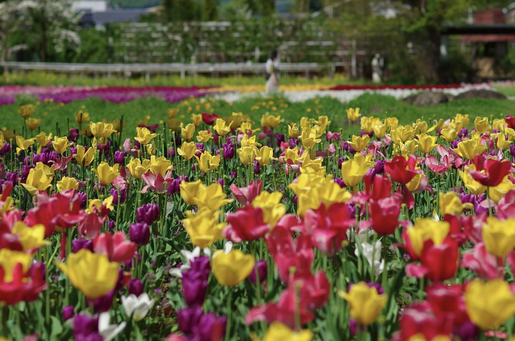 どの花見ても綺麗だなぁ♬