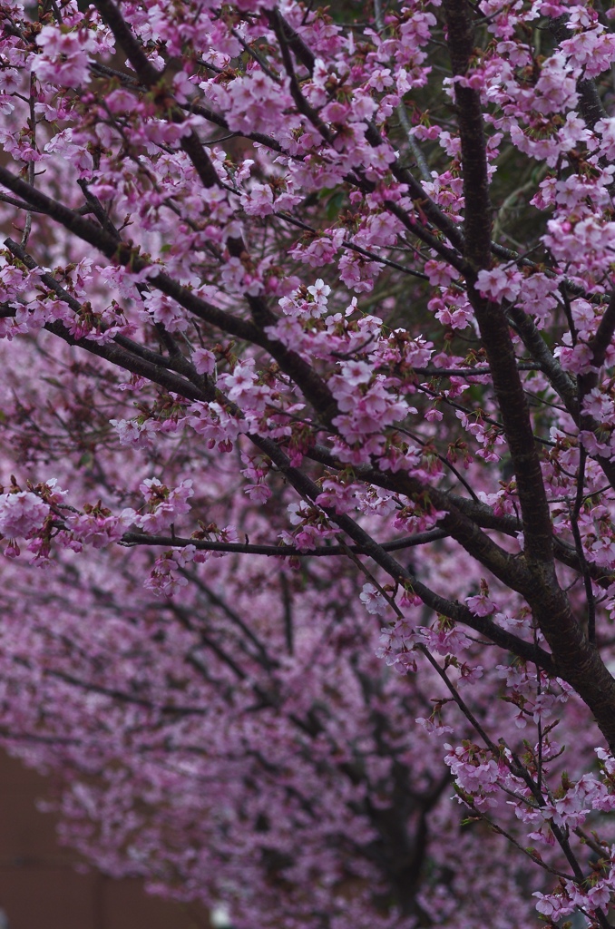 桜便り