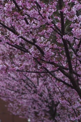 桜便り
