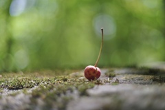 山法師の実