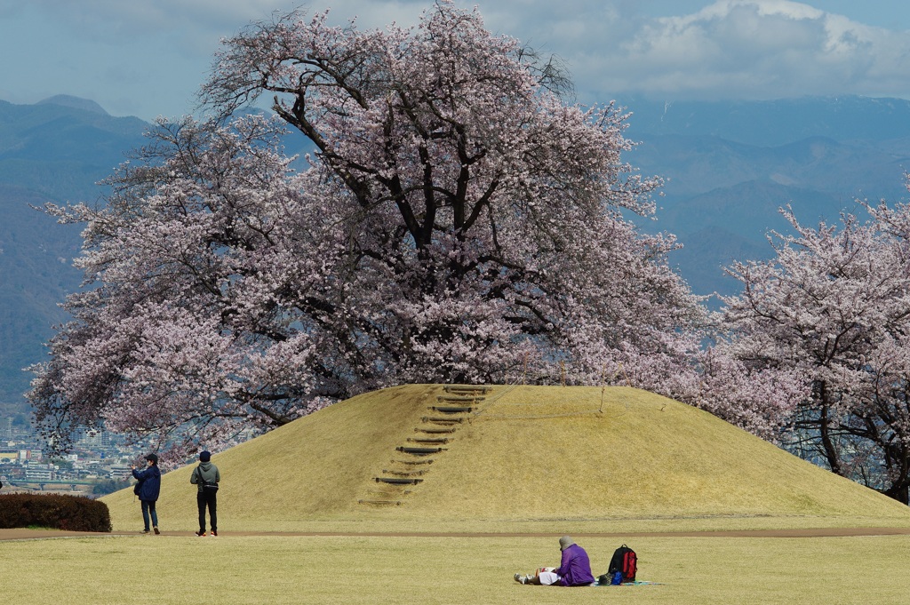 甲州蚕影桜  -こうしゅうこかげざくら-