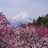 ハナモモの向こうに富士山