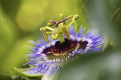 Passion flower
