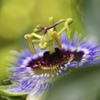 Passion flower