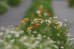 花畑に通じる小道
