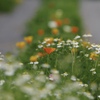 花畑に通じる小道