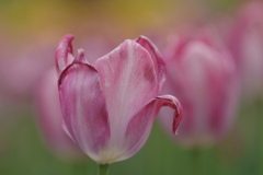 tulip