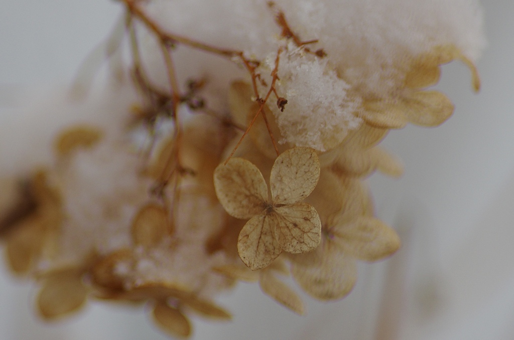 雪化粧