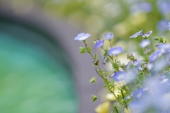 夢か現実か幻か