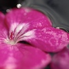 氷中花
