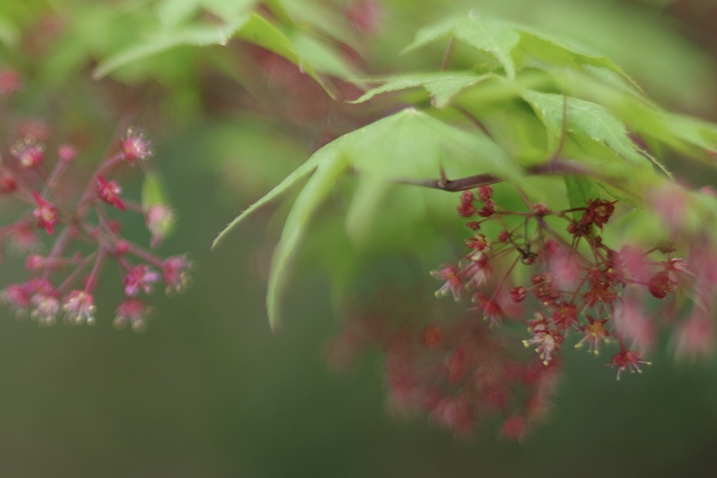 もみじの花