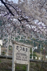 桜をみる旅