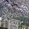 桜をみる旅
