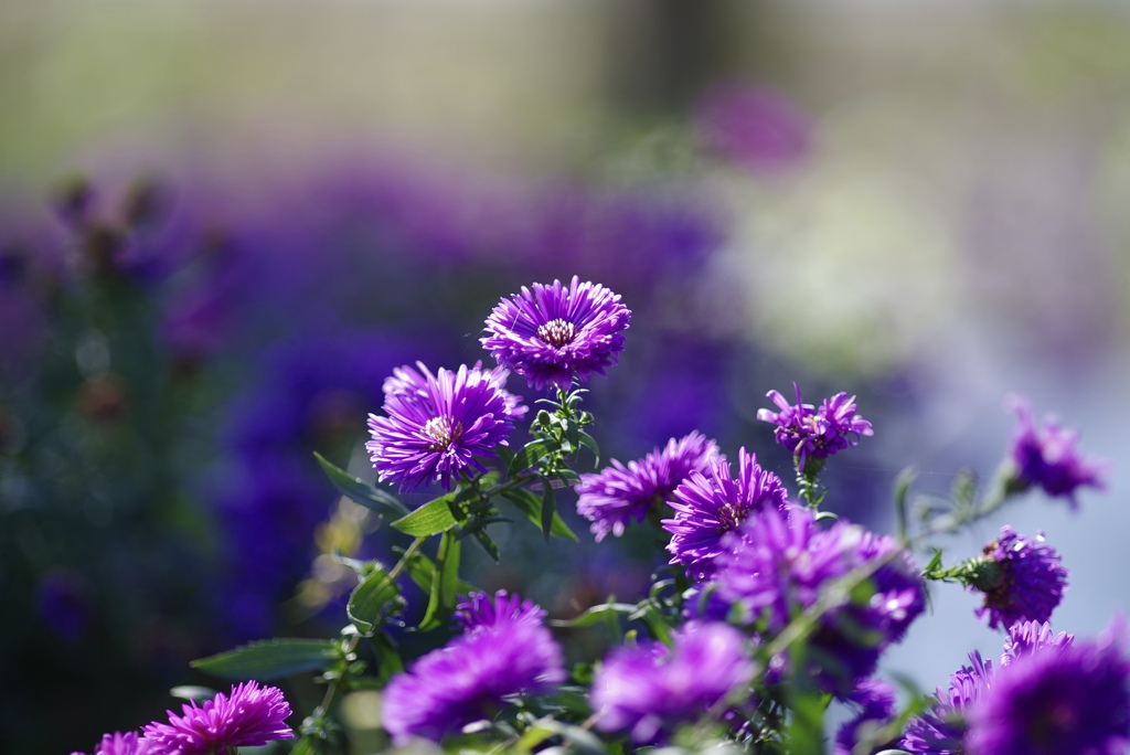 友禅菊