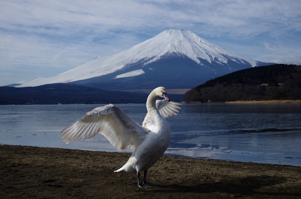 羽ばたき