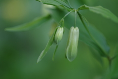 宝鐸草