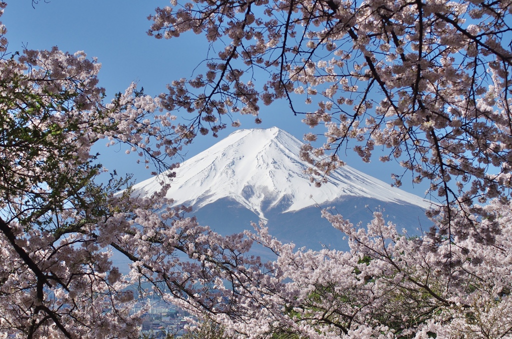 桜の額縁